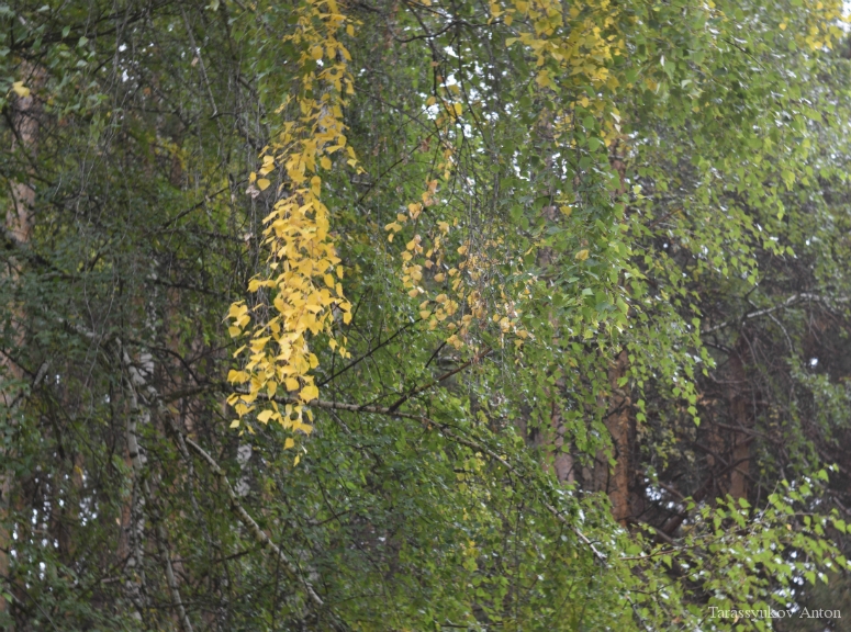 Осень и желтые листья. Фото