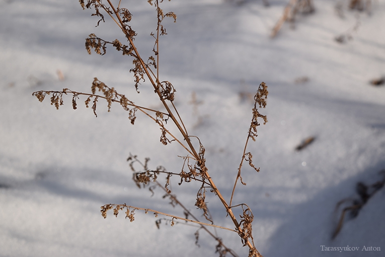 Фото сухой травы зимой